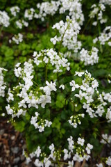 Cardamine bulbosa, also known as spring cress, bulbous bittercress, or bulbous toothwort.