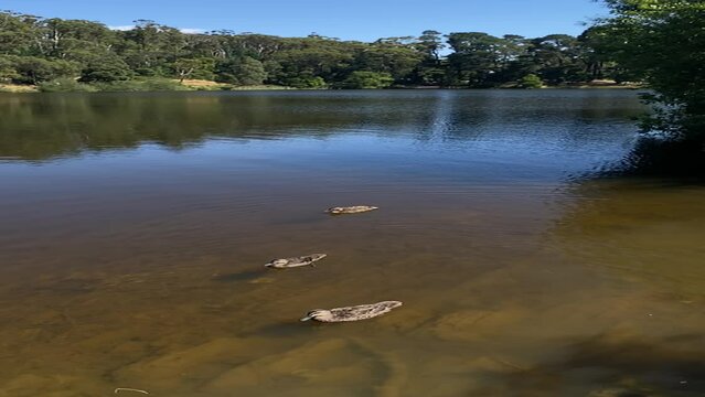 Three ducks in a lake with blue sky overhead, slow motion vertical video