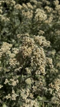 Muted flowers slow motion vertical video wallpaper