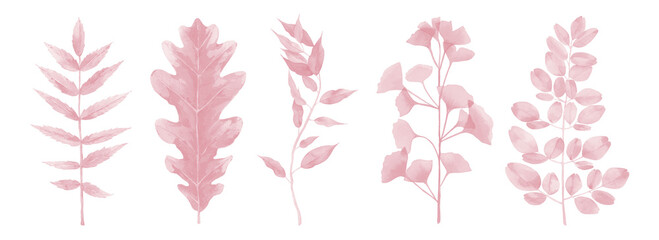 Pink Leaf Set. Blush Pink Plant Tree Leaves Abstract Watercolor illustration on white background.