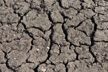 Fototapeta premium Dry cracked soil. Dry textured ground surface as background.
