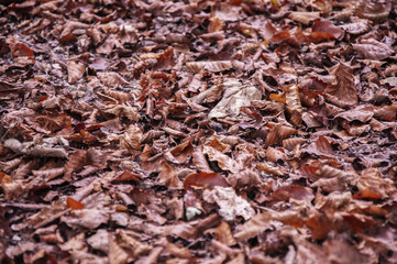 Autumn dry leaves