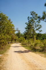 Dirt road in nature scene