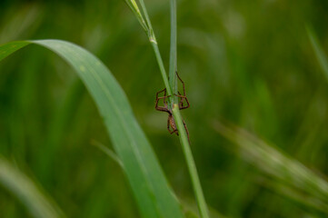 Araña ladrona Pisaura mirabilis