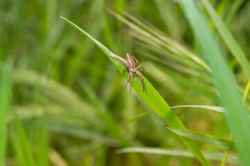 Araña ladrona Pisaura mirabilis