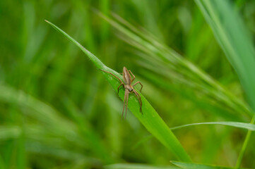 Araña ladrona Pisaura mirabilis