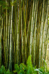 Bamboo forest garden background photo
