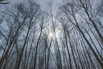 Hiking woods theme, trees sky winter season, early spring, outdoor activity.