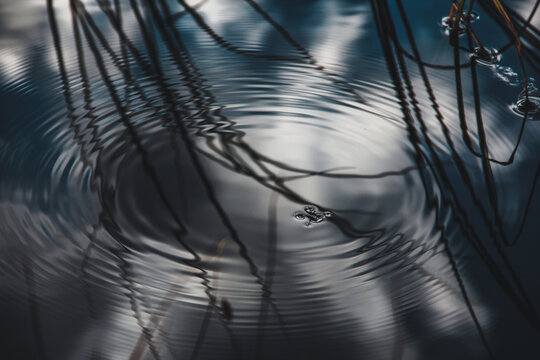 Water strider with waves and reflecting sky