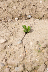Planta de patatas brotando y creciendo