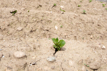 plantas de patatas rompiendo la tierra y brotando