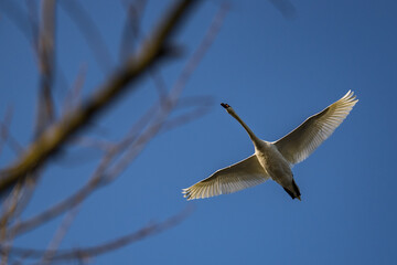 A swan flying over the branches of a tree.