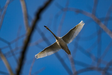 A swan flying over the branches of a tree.