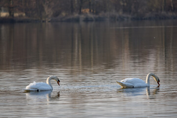 Naklejka na ściany i meble A swan floating on the surface of a lake.