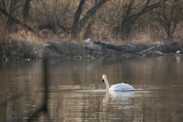 Naklejka na ściany i meble A swan floating on the surface of a lake.