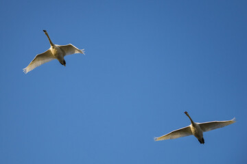 Two swans flying in the blue sky.
