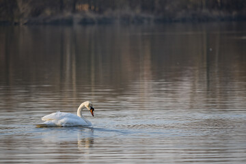 A swan floating on the surface of a lake.