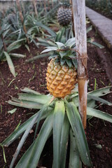 pineapple in the garden