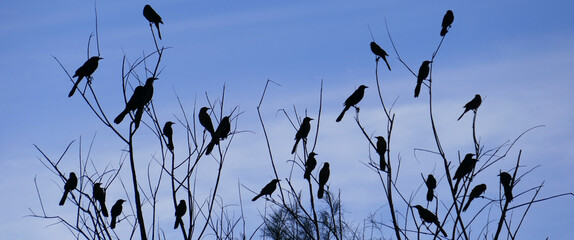 Red-Winged Black Birds Panoramic Silhouette - A flock of red-winged black birds perched in a tree silhouetted against a blue sky