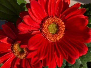 Gerber Daisies