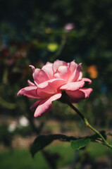 pink rose flower