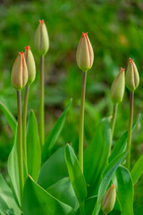 Tulpen (Tulpia), Knospen