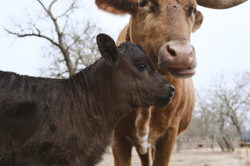 Fototapeta premium Texas longhorn cow with calf on farm during winter season closeup.