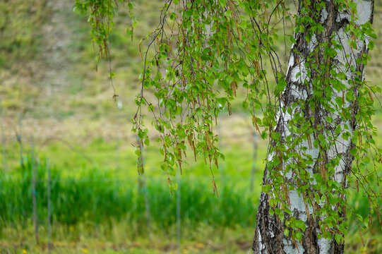  Hänge-Birke (Betula pendula) im Frühling