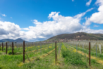 Fototapeta na wymiar Blick über Weinfelder auf den Weinort Frankweiler und den Pfälzerwald