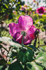 Fototapeta premium Pink rose