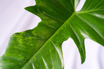 very big and nice philodendron dragon marble leaf motif