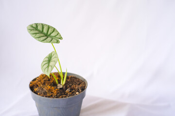 Alocasia Silver Dragon planted in a black pot