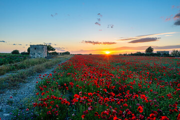 Campo di papaveri a maggio (Puglia)