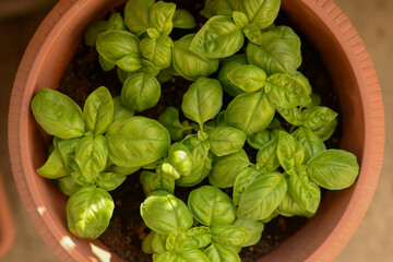 Genovese Basil