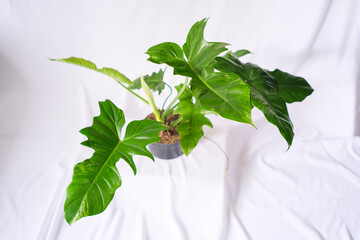 very big and beautiful philodendron dragon marbel