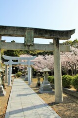 満開の桜と大神神社（福岡市）