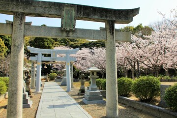 満開の桜と大神神社（福岡市）