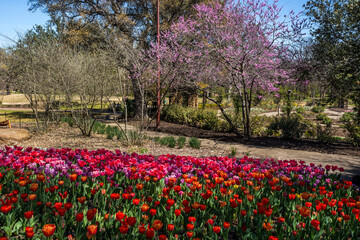 Blooming trees and tulips flowerbed in springtime