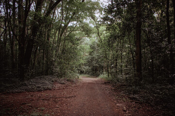 Path in the forest