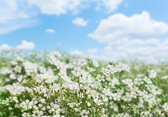 Chamomile flower field. Camomile in the nature at sunny day in sun light