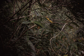 Nature
