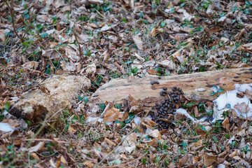 Deer poop lying outside in the woods on the grass.