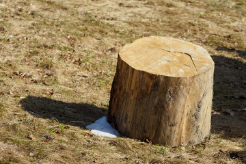 A thick log of spruce on the grass.