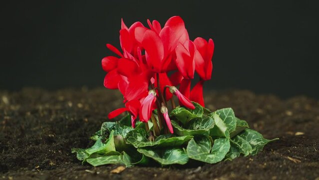Side view of Cyclamen Persicum plant with red flowers growing out of soil 
