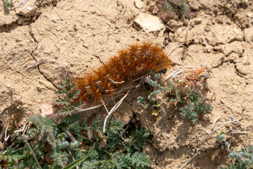 Moth caterpillar on greens eating in spring time