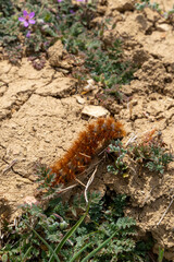 Moth caterpillar on greens eating in spring time
