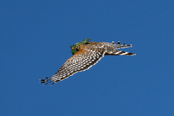 Hawk gathering twigs to build nest