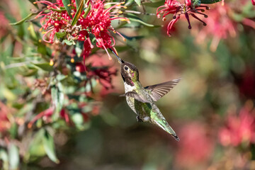 Hummingbird flying and eating nectar from bright red flowers.
