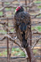 Turkey Vulture Buzzard in a vineyard looking at dead wild pig waiting for dinner