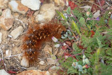 Moth caterpillar on greens eating in spring time